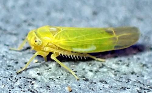 Alebra viridis